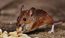 24 Hour & Emergency Exterminators in Norton Shores, MI